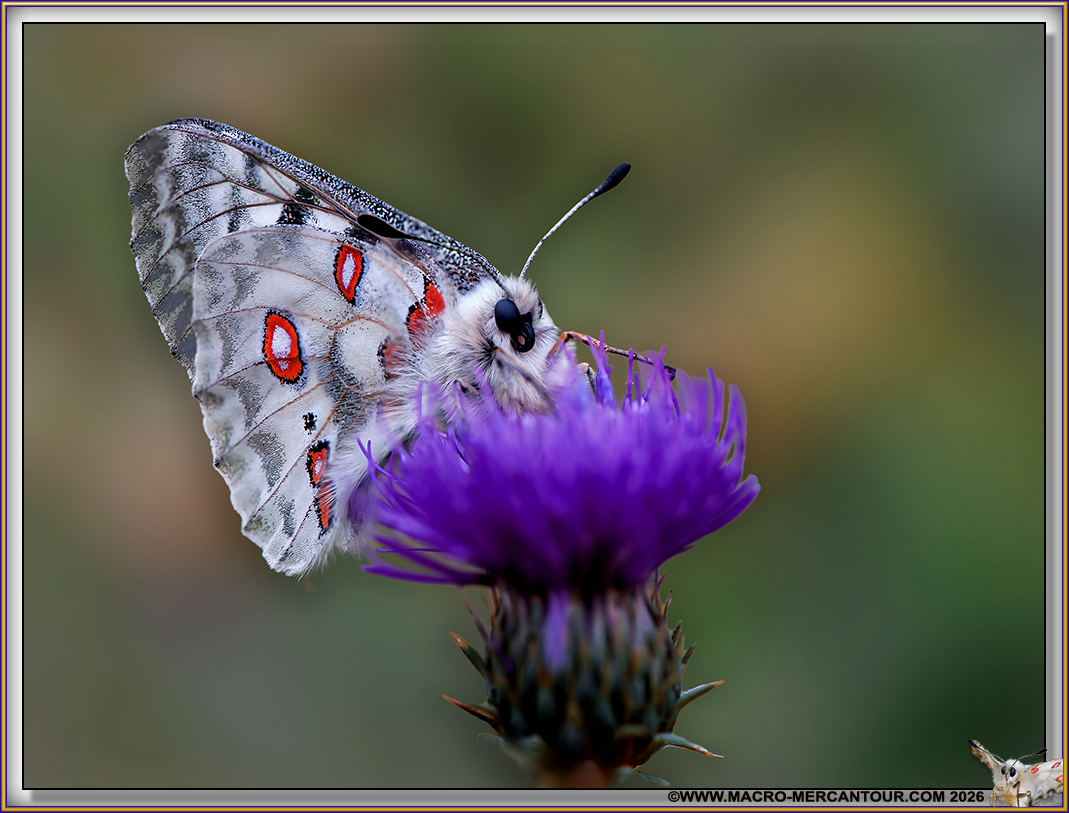 Apollon